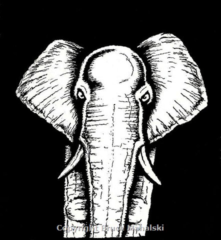 41 - Elephant